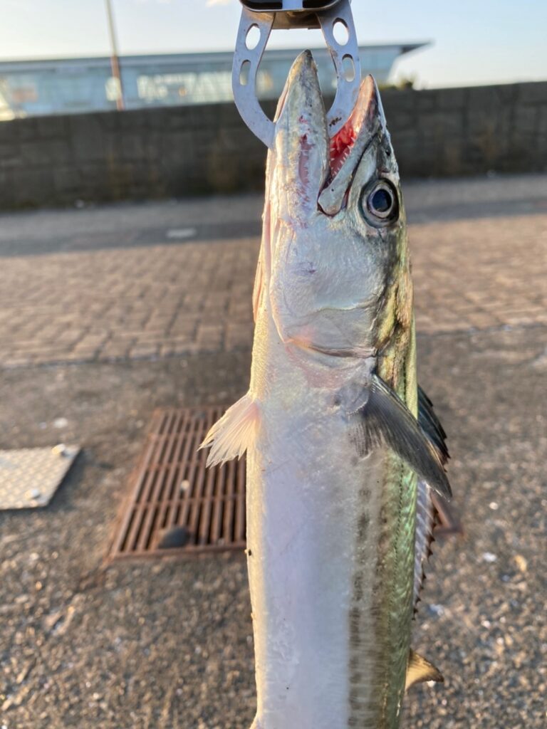 敦賀新港 釣り 釣果 どこに釣り行く ショアジギングしに敦賀新港へ釣りに行ってみた だんだんdiary